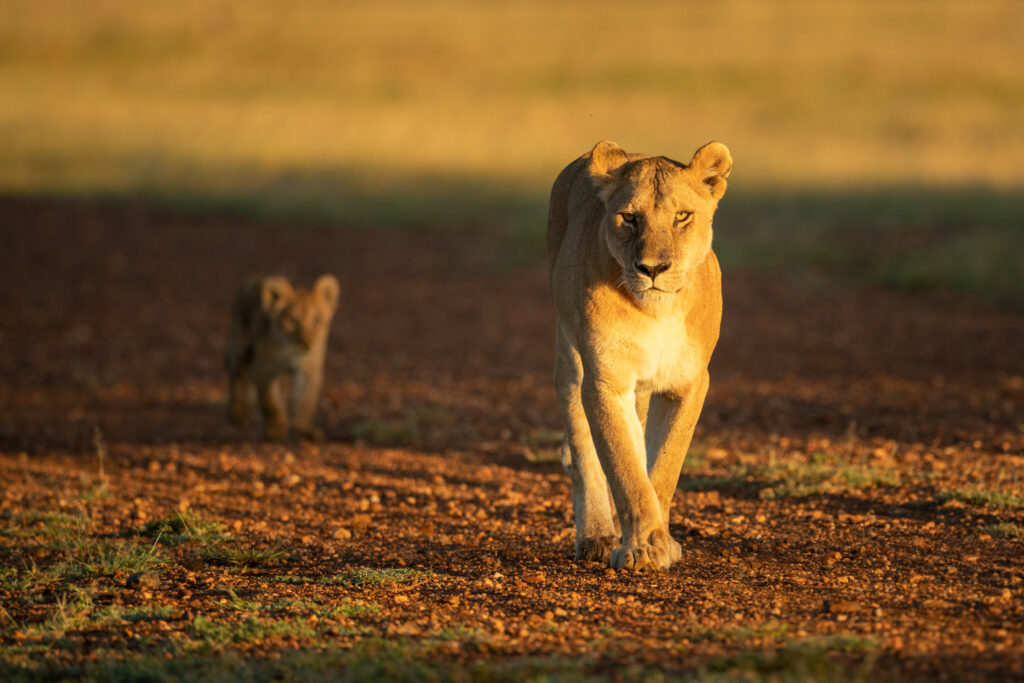 9-Day Tanzania Wildlife Camping Safari