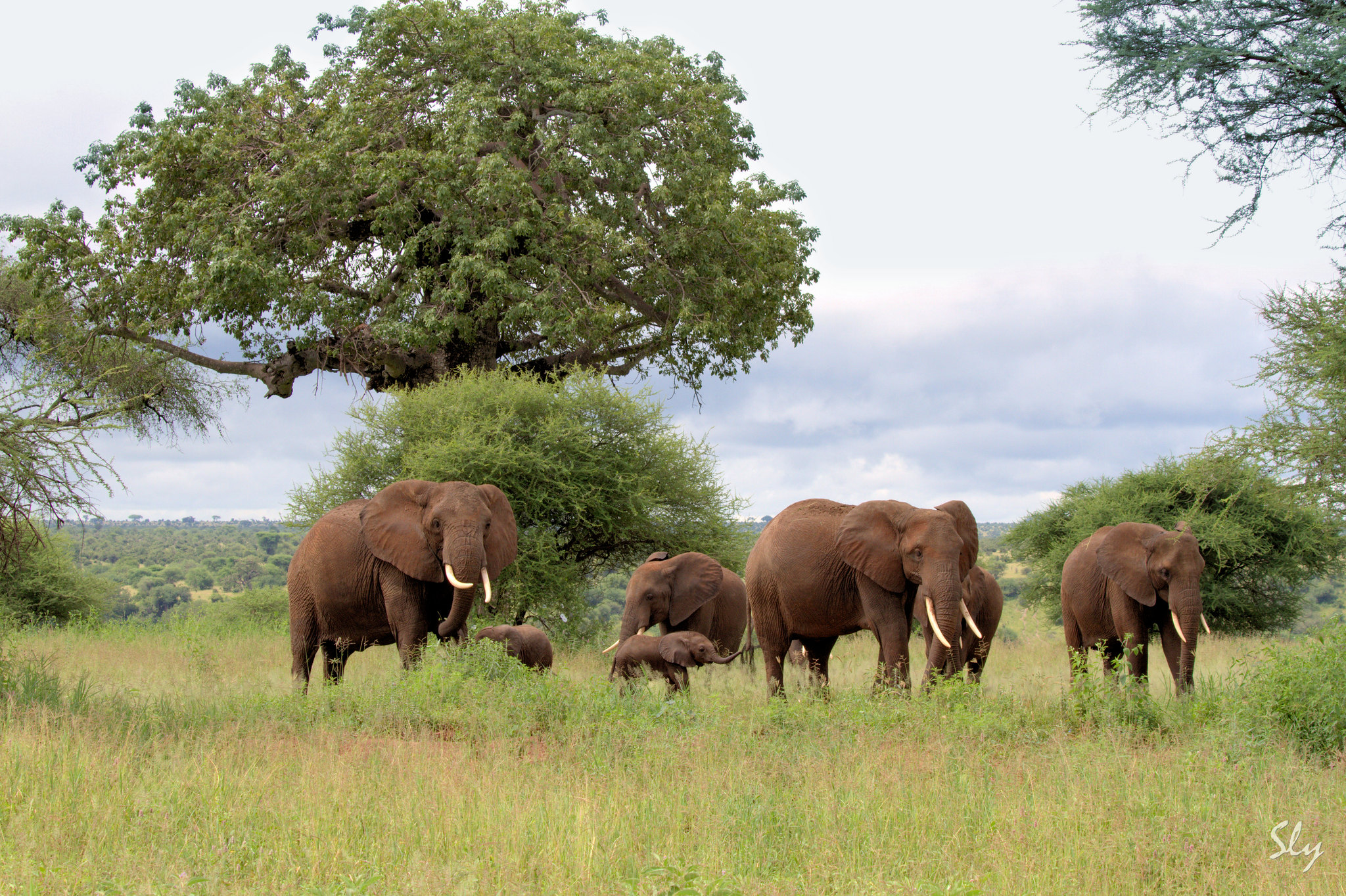 Lake Manyara National Park