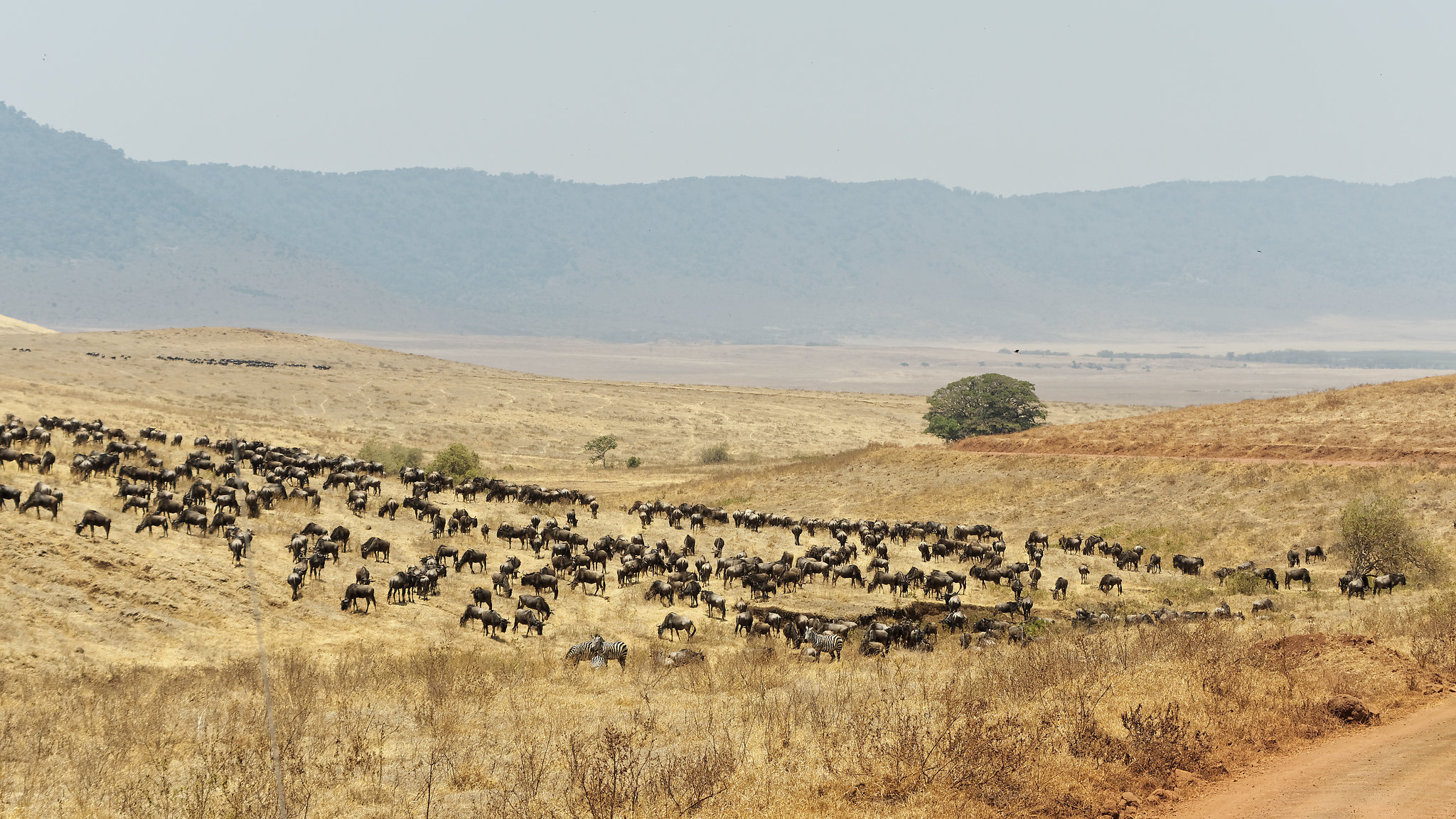 Ngorongoro Crater