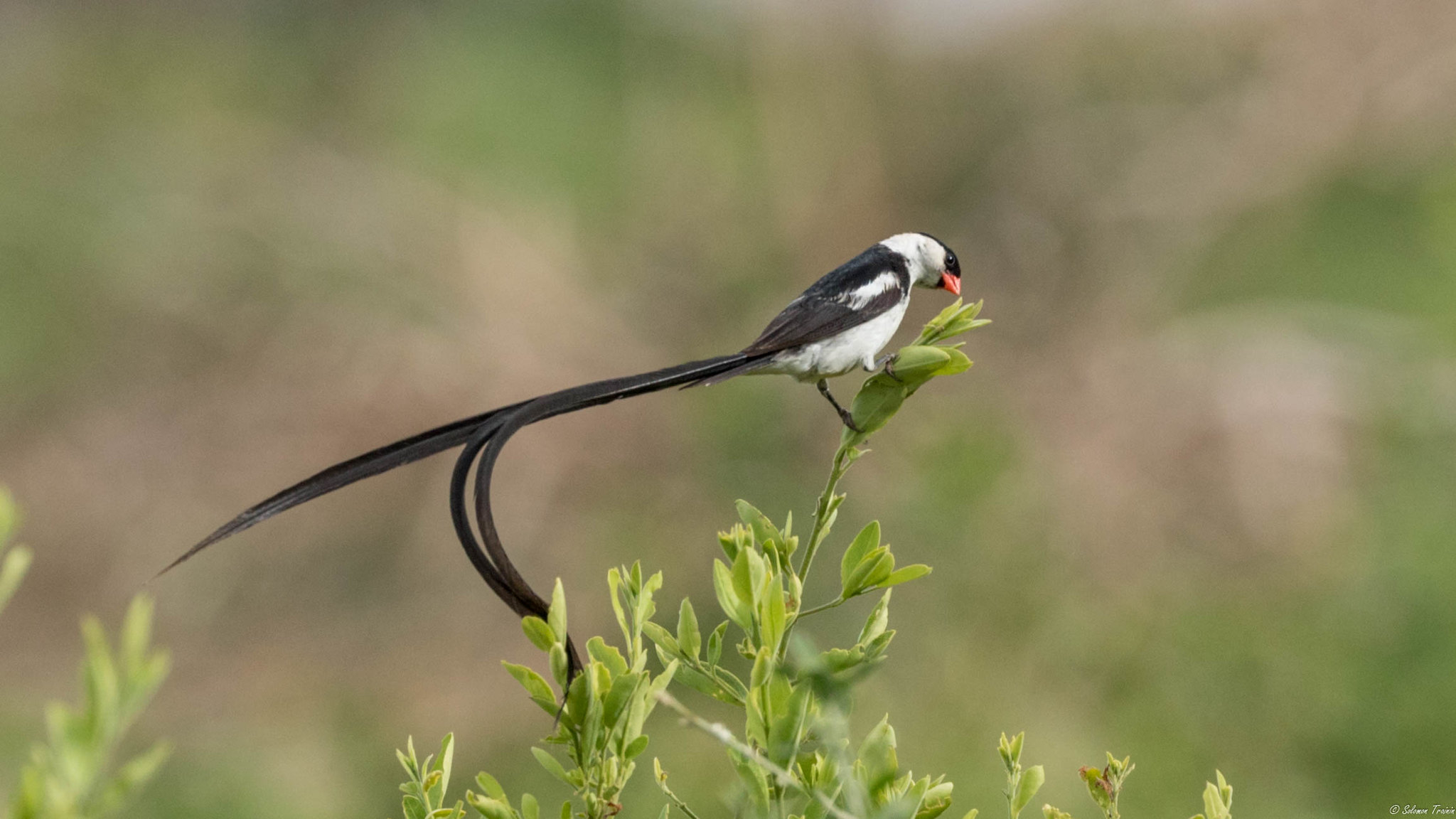 Ruaha National Park