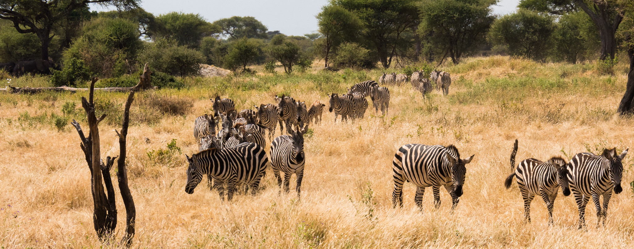 Tarangire National Park