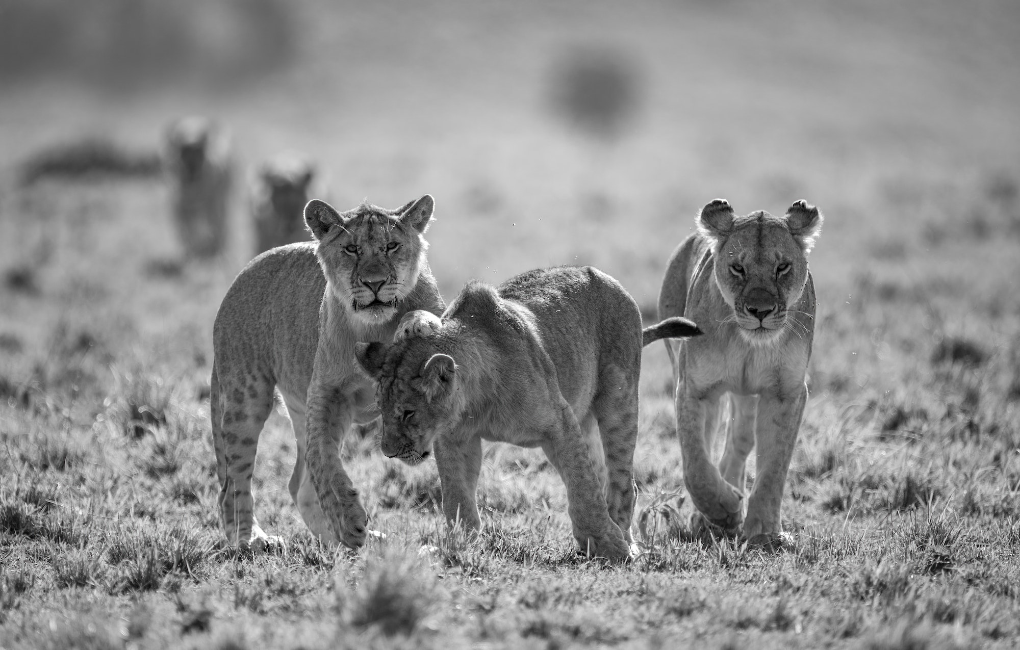 A Lion in Africa