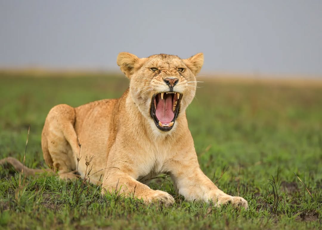 8 Days Tanzania Holiday