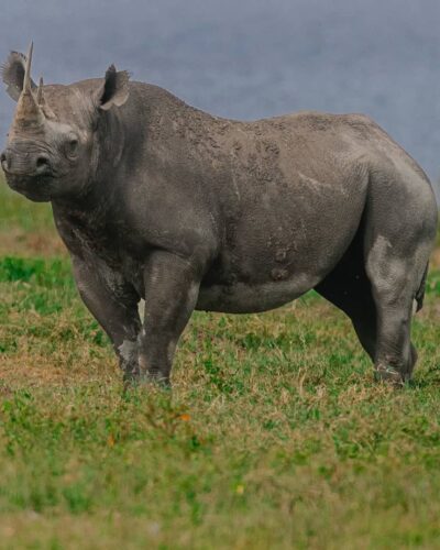 10-Days Safari Mkomazi + Usambara Mountains + Saadani With Beach Relaxation
