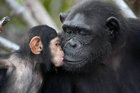 8 Days Chimpanzee Safari Gombe Stream + Mahale Mountains