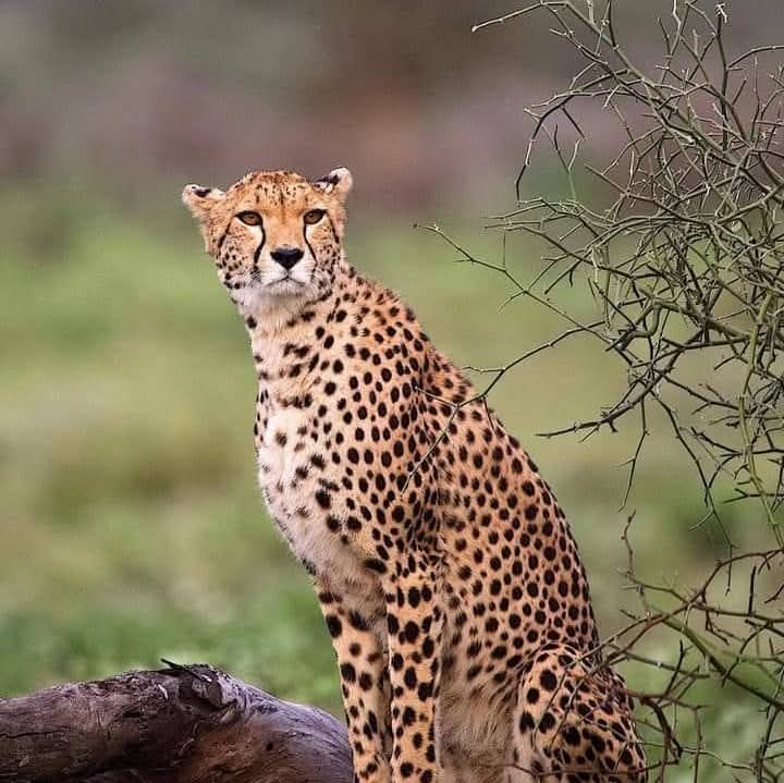 16-Days Long Safari in the Northern Circuit