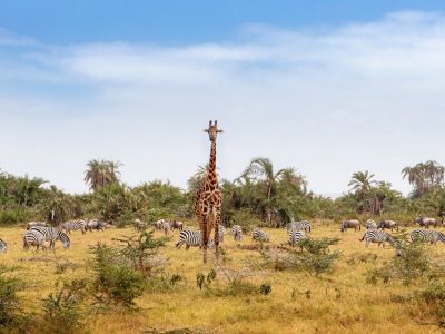 African Safari Animals Web Banner