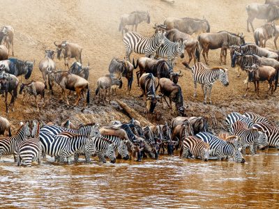 Kenya Great Wildebeest and Zebra Migration Scene